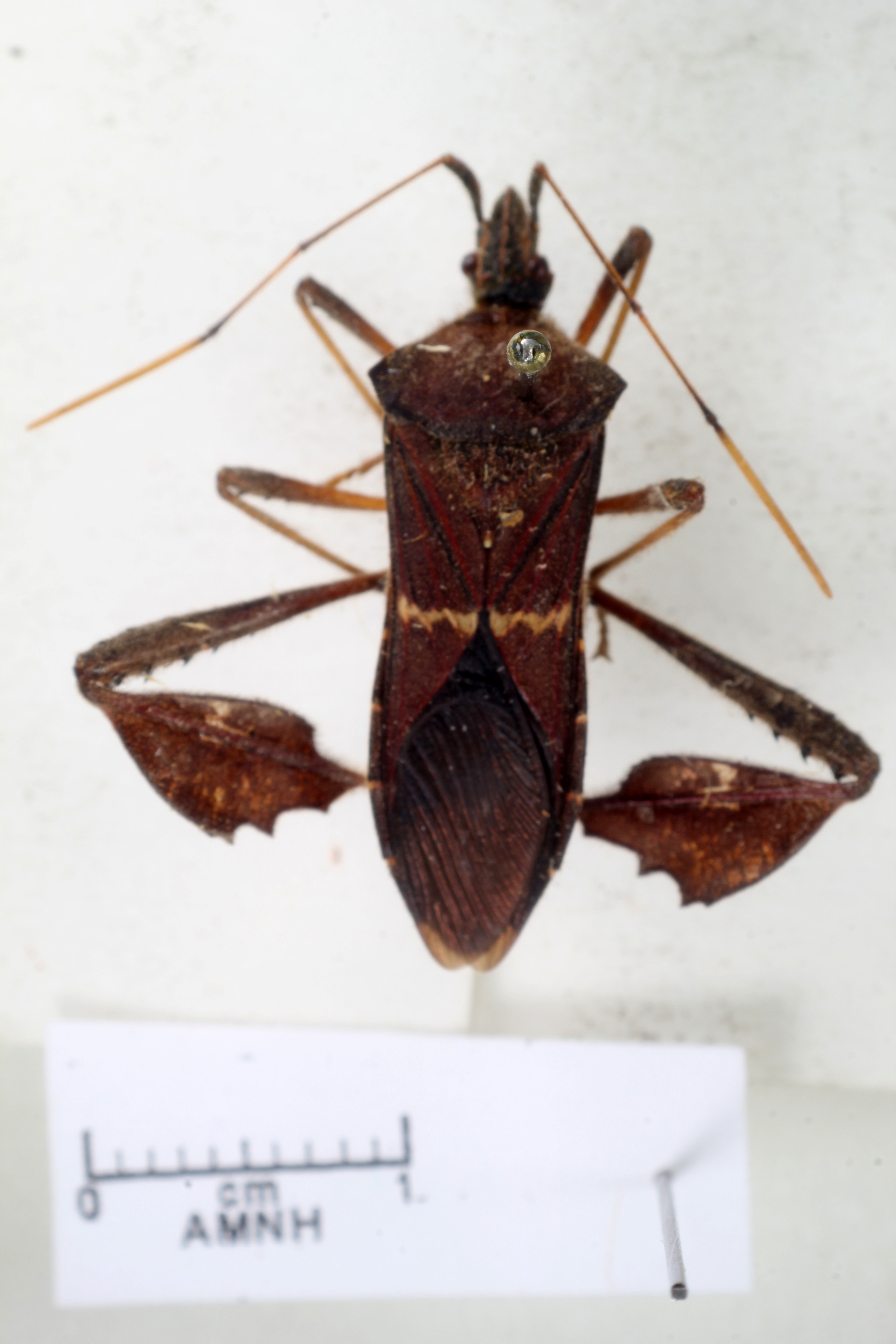 Leptoglossus concolor thumbnail